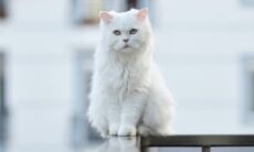 12 curiosidades sobre gatos brancos que você precisa saber antes de adotar um