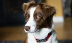 Confira as 20 raças de cães mais fáceis de adestrar