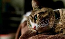 Confira 13 sinais sutis de que seu gato está com um problema de saúde (Foto: Tim King/Unsplash)