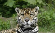 Para salvar seu cão, homem mata leopardo em luta de 15 minutos