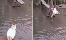 Vídeo impressionante mostra que gatos desconhecem significado da palavra "impossível"