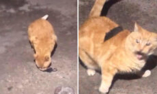 Vídeo hilário mostra convivência difícil de gatos com várias outras espécies