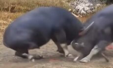 Vídeo impressionante: touro nocauteia rival, com direito a quebra de chifres