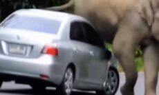 Vídeo impressionante registra elefante destruindo carro