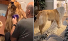 Vídeo hilário mostra talento dos cães golden retrievers para provocar risadas