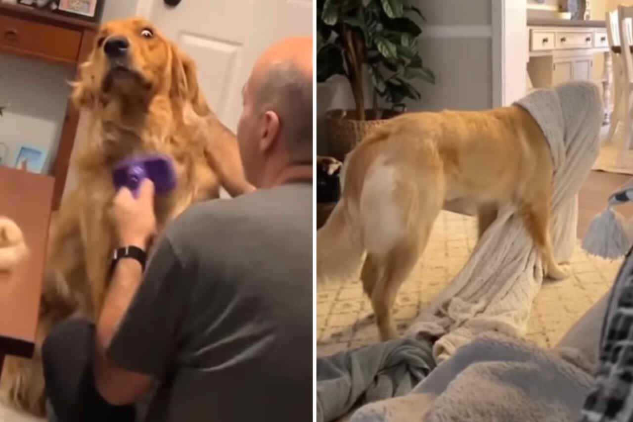 Lollige video toont het talent van Golden Retrievers om lachbuien uit te lokken