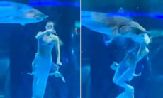 Vídeo impressionante: vestida de sereia, mulher é atacada por tubarão em aquário