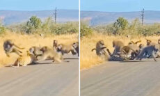 Vídeo registra briga de vida ou morte entre leopardo e grupo de macacos