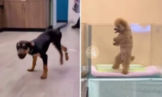Vídeo hilário: tente não rir com esse compilado de cães dançarinos