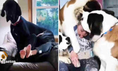 Compilação de vídeos hilários reúne cães gigantescos que pensam ser bebês de colo