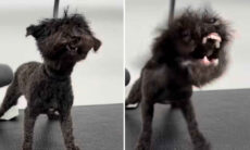 Vídeo hilário: cãozinho fica endiabrado diante do secador