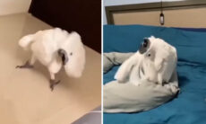 Vídeo hilário comprova que as cacatuas são as aves mais enlouquecidas do planeta