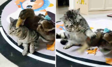 Vídeo hilário: pato pentelho inferniza a vida de gato enfezado