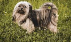 Cães bolonkas são sequestrados na Suíça com resgate de mais de US$ 1 milhão; conheça a raça