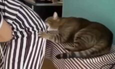 Vídeo fogoso: gatos compartilham momentos quentes com as donas