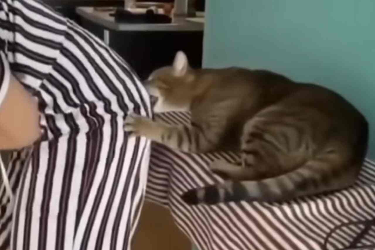 Vauhdikas video: kissat jakavat kuumia hetkiä omistajiensa kanssa