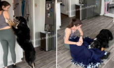 Vídeo: cão pressente crises de epilepsia da dona e cuida para que ela fique segura e medicada