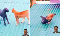 Vídeo reúne brigas violentas de gatos em locais arriscados