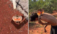 Vídeo impressionante registra tática assustadora de lagarto para se defender