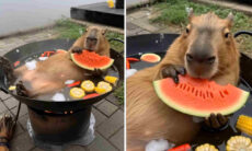 Esse vídeo fofo de capivara comendo melancia vai alegrar seu dia