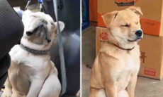 Esse vídeo hilário de cães sonolentos vai alegrar seu dia