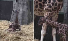 Vídeo fofo acompanha os primeiros passos de bebê girafa