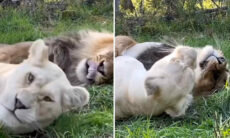 Vídeo fofo registra o mais carinhoso casal de leões que você já viu