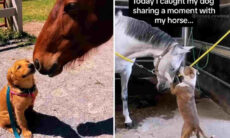 Vídeo fofo registra momentos carinhosos entre cães e cavalos