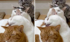Vídeo fofo: esse é o quarteto de gatos mais carinhoso de que se tem notícia