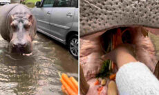 Vídeo impressionante mostra mulher dando cenoura na boca de hipopótamo