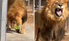 Vídeo hilário registra tentativa frustrada de leão para se tornar vegetariano