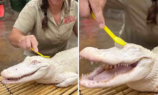 Vídeo fofo: jacaré albino se derrete todo com cafuné nas costas