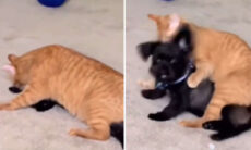 Vídeo hilário: donos voltam mais cedo e flagram gato e cão em momento romântico