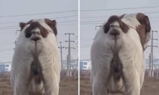 Vídeo hilário: conheça o primeiro cão "dupla face" da história