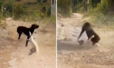 Vídeo impressionante registra a mais violenta luta entre cão e gato