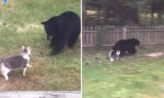 Em vídeo impressionante, gato faz urso bater em retirada