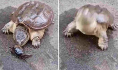 Vídeo registra rapidez de tartaruga em briga com caranguejo