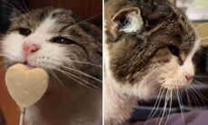 Dona revela a dieta que fez sua gata chegar saudável aos 23 anos