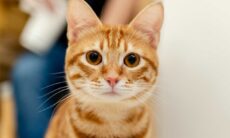 Conheça sinais sutis de que o seu gato pode estar se sentindo solitário