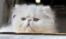 Confira as 13 raças de gato mais populares do mundo em 2025