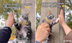 Gato que "abençoa" fiéis viraliza nas redes e lota templo na China