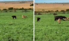 Vídeo impressionante mostra búfala defendendo filhote contra bando de leões (Foto: Instagram @dennis_koshal)
