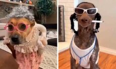 Vídeo hilário: tente não rir com esses cães fantasiados (Foto: Reprodução instagram @dogsandcats1992)