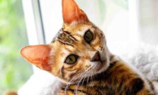 Gene misterioso faz gatos brilharem como diamantes; entenda