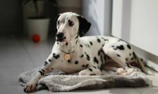 Aprenda a decifrar a linguagem corporal do seu cão e saiba o que ele quer dizer