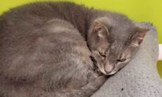 Gata idosa abandonada há dois anos, vira celebridade nas redes e ganha nova família