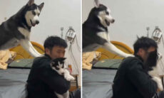 Vídeo hilário: cão ciumento perturba o dono mesmo quando ele acaricia filhote