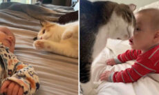 Esse vídeo de gatos e bebês é a coisa mais fofa que você vai ver hoje