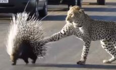 Vídeo: leopardo tenta caçar porco-espinho e se dá muito mal