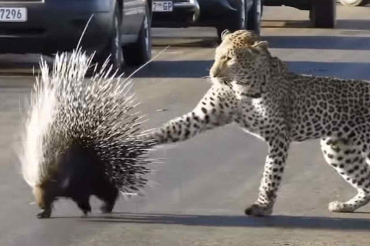 Video: leopard tries to hunt porcupine and fails miserably